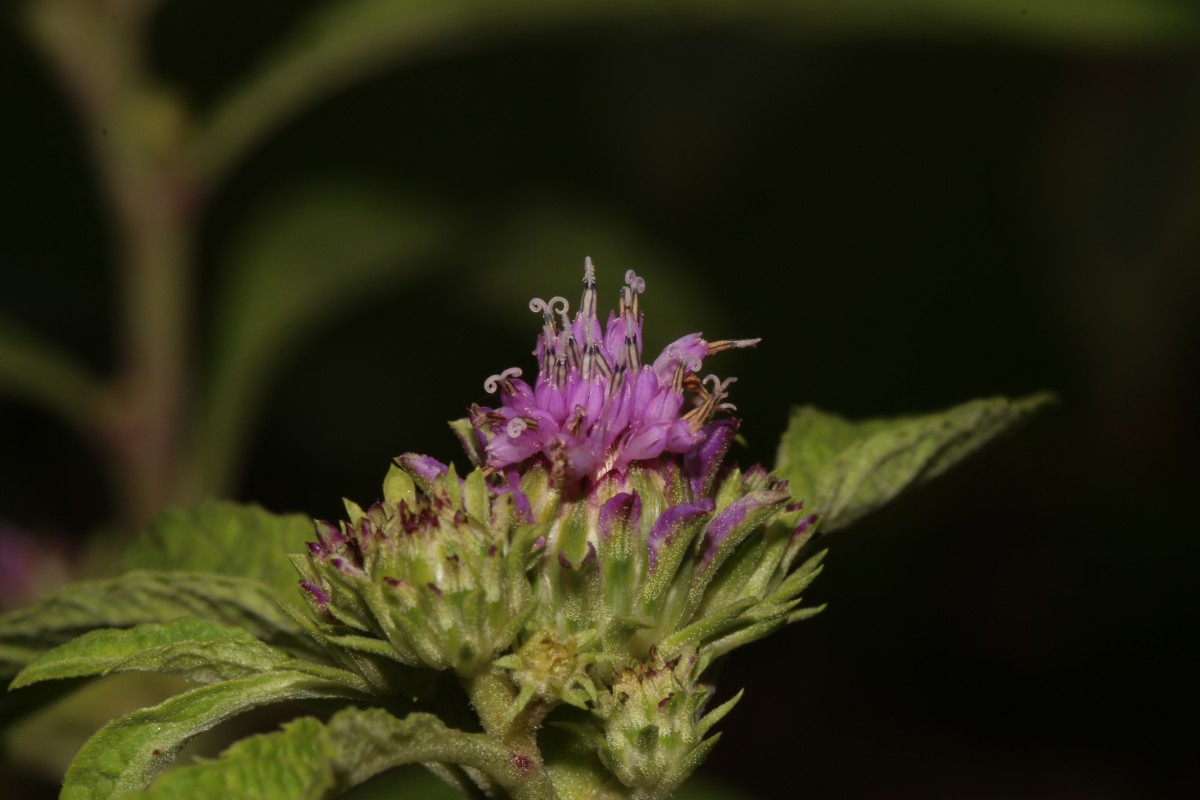 Baccharoides anthelmintica (L.) Moench